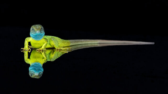 Green lizzard