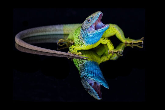 Green lizzard