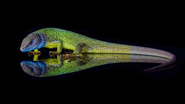Green lizzard