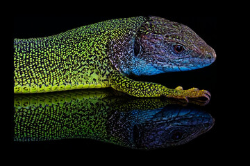 Green lizzard