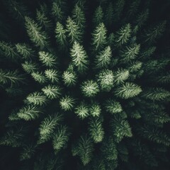 Dense forest canopy from above