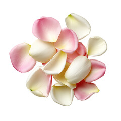 Pink and white rose petals isolated on white