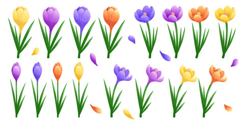 A set of crocuses of different colors on a white background., individual petals. Isolated vector illustration for the design of postcards, clothing, textiles, banners and posters.