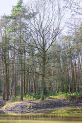 Fototapeta premium A woodland landscape with trees and a pond