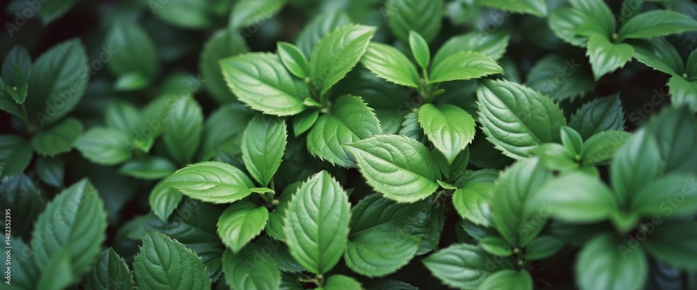 Poster lush green foliage showcases intricate leaf patterns and textures, creating a vibrant and organic ba