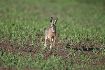 One and a pair of European hare (Lepus europaeus) are photographed close-up sitting on green grass