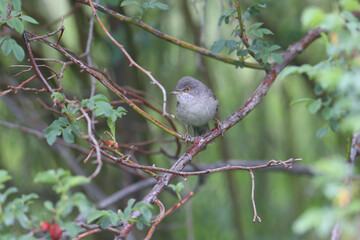 An adult male barred warbler (Curruca nisoria) is photographed close-up in its natural habitat sitting on the branches of a bush and tree