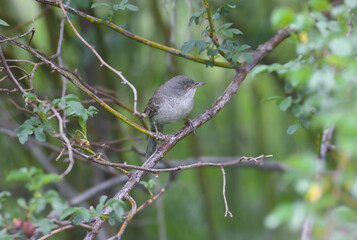 An adult male barred warbler (Curruca nisoria) is photographed close-up in its natural habitat...
