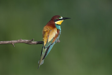 An adult female European bee-eater (Merops apiaster) is photographed close-up sitting on a thin branch against a blurred green background