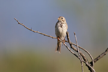 An adult male corn bunting (Emberiza calandra) is photographed close up sitting on a bush branch against a blurred background in the morning light