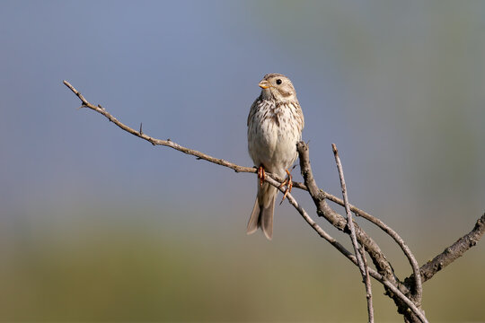 An adult male corn bunting (Emberiza calandra) is photographed close up sitting on a bush branch against a blurred background in the morning light