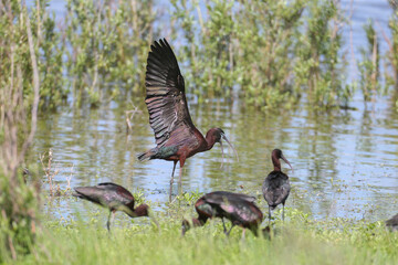 Single and group glossy ibis (Plegadis falcinellus) in breeding plumage filmed close-up on the lake shore on green grass