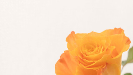 薔薇のオレンジ色の花のアップ08