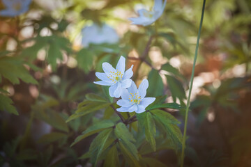 Wood anemone. Forest flower. Close-up of the plant. Blurred background. Sunny day in April