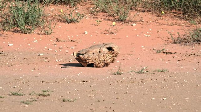 A dead leopard back tortoise shell, upside down in the desert of the Kalahari National Park of South Africa