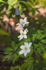 Wood anemone. Forest flower. Close-up of the plant. Blurred background. Sunny day in April