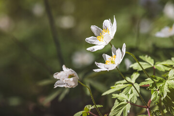 Wood anemone. Forest flower. Close-up of the plant. Blurred background. Sunny day in April