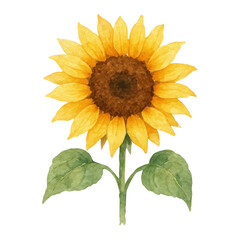 Obraz premium PNG Vibrant watercolor sunflower illustration.