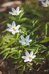Fototapeta premium Wood anemone. Forest flower. Close-up of the plant. Blurred background. Sunny day in April