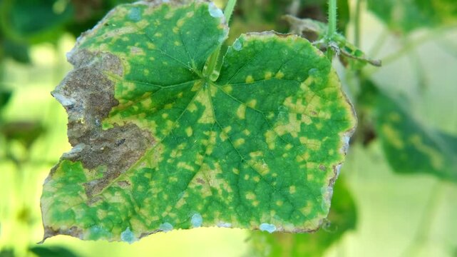 Diseased cucumber leaf affected by tobacco mosaic virus or other fungal infections. Peronosporaceae, Erysiphales, Sclerotinia sclerotiorum, Botrytis, Sclerotinia, Apiognomonia errabunda, Phytophthora
