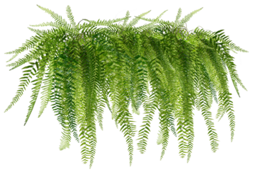 fern isolated on white background/The lush green hanging fern adds a touch of nature and freshness to the space.