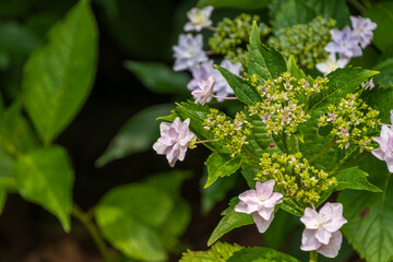 淡いピンク色の額紫陽花が咲く庭の一角