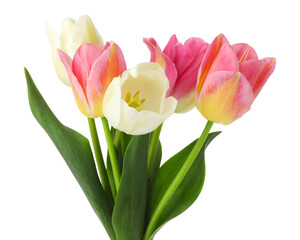 Many beautiful colorful tulips isolated on white