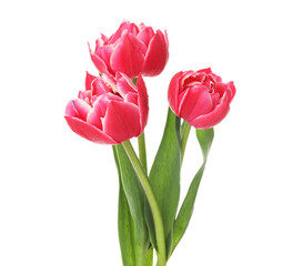 Three beautiful pink tulips isolated on white