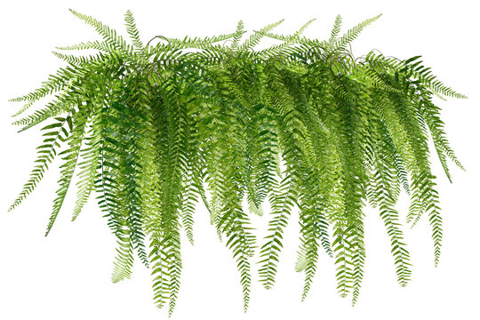 fern isolated on white background/The lush green hanging fern adds a touch of nature and freshness to the space.