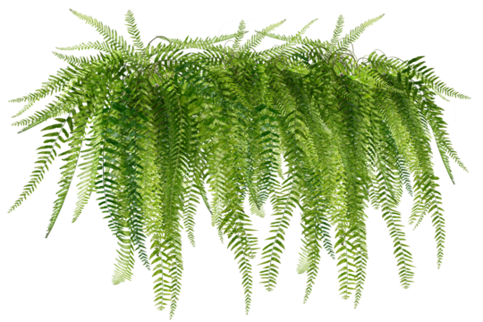 fern isolated on white background/The lush green hanging fern adds a touch of nature and freshness to the space.