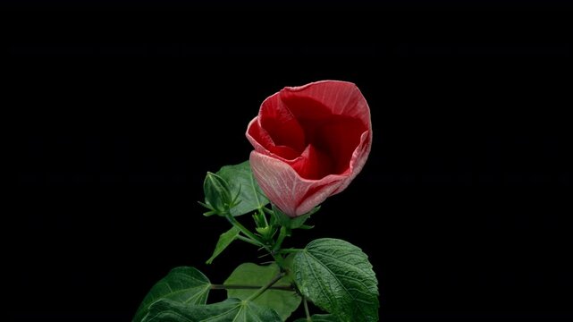 Time lapse of beautiful red petunia flower blooming, black background. close-up