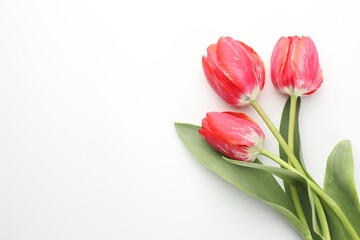Beautiful tulip flowers on white background, top view. Space for text