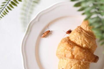 Cockroaches crawling on plate with croissant on white table, top view