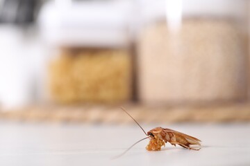 Cockroach with food crumb on white table