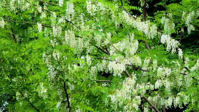 한국,식물,아카시아나무,아카시아꽃,꽃,Korea, plants, acacia trees, acacia flowers, flowers