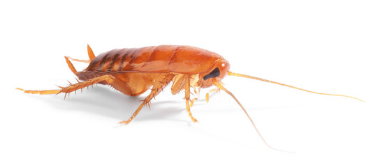 One cockroach on white background. Pest control