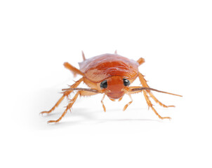 One cockroach on white background. Pest control