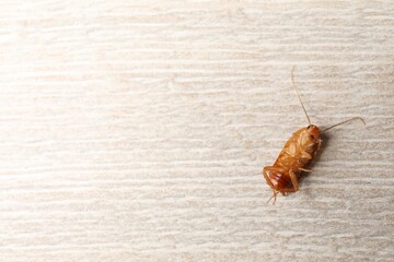 One cockroach on wooden table, top view. Space for text