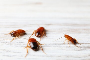Many cockroaches on wooden table, closeup. Pest control