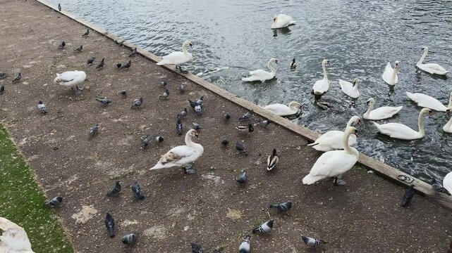 Very active large colony of white swans and pigeons at the bank of rive Bure in Wroxham, UK.. View from bridge. 