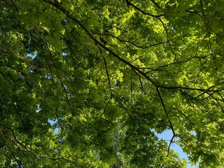 Beautiful tree crown with green leaves as background, closeup