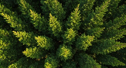 Fototapeta premium Aerial view of lush green coniferous trees in a vibrant forest setting
