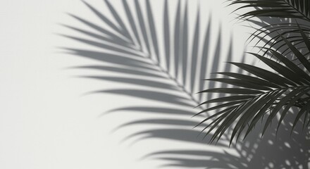 Obraz premium Shadows of Palm Leaves Cast on a White Wall Creating a Minimalist Aesthetic