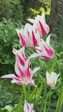 Beautiful white tulips in full bloom with red stripes - tulips &lsquo;marylin' - Lilly flowering, gently swaying in breeze.