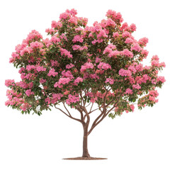 Fototapeta premium Crape Myrtle Tree isolated on transparent background