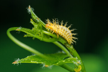 Spiky caterpillar crawling on green plant stem