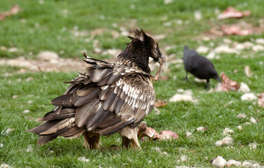 Gypaète barbu, jeune,.Gypaetus barbatus, Bearded Vulture, Pyrénées