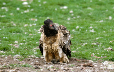 Gypaète barbu, jeune,.Gypaetus barbatus, Bearded Vulture, Pyrénées