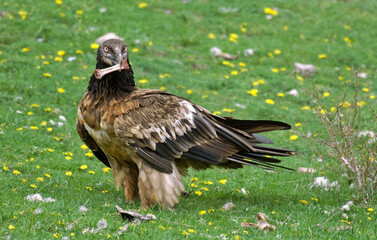 Gypaète barbu, jeune,.Gypaetus barbatus, Bearded Vulture, Pyrénées