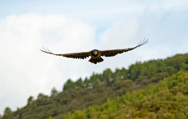 Gypaète barbu, jeune,.Gypaetus barbatus, Bearded Vulture, Pyrénées